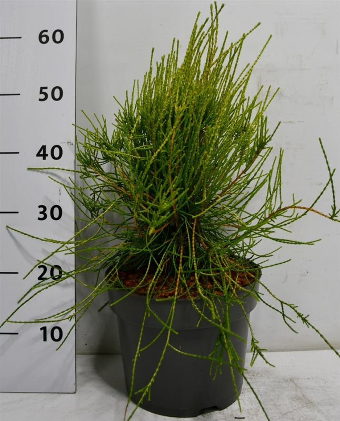 Platycladus or. 'Franky Boy' - C7.5 40-50 CM